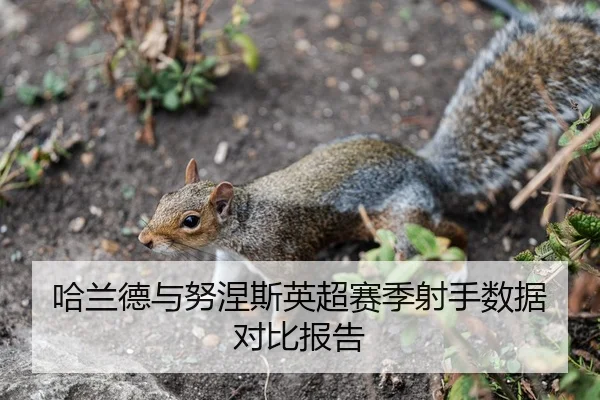 哈兰德与努涅斯英超赛季射手数据对比报告